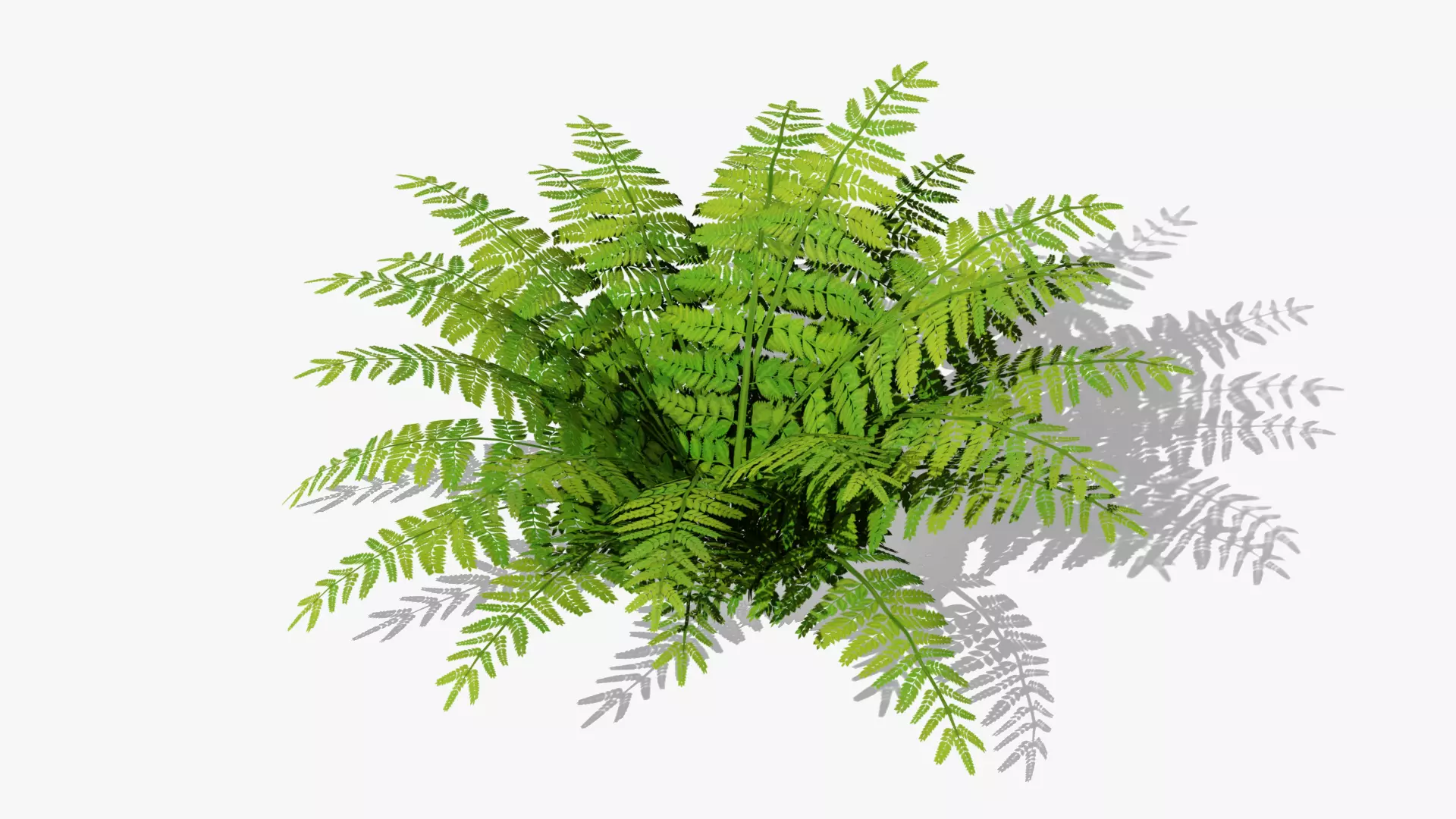 Fern Bush v1 Low-poly 3D model_0