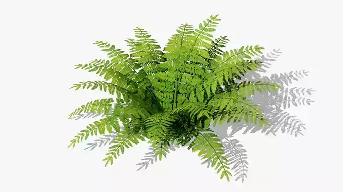 Fern Bush v1