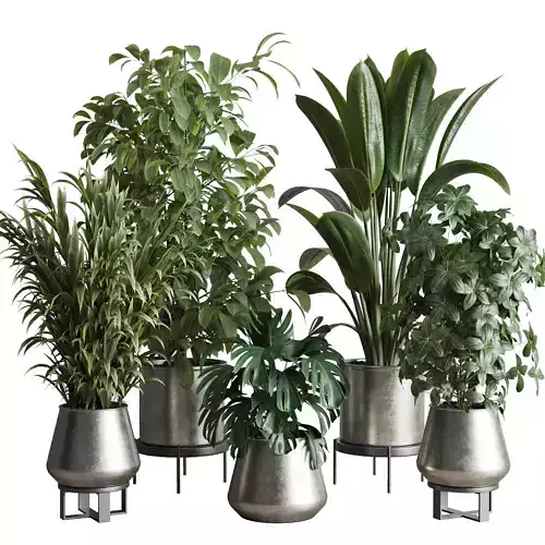 indoor plant set 348 plant ficus rubbery monstera palm Low-poly 3D model