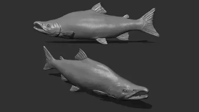Sockeye salmon 3D print model
