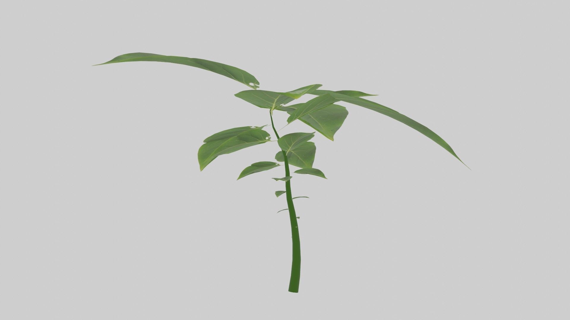 Tree grow Geometry Nodes Blender 3D model_23