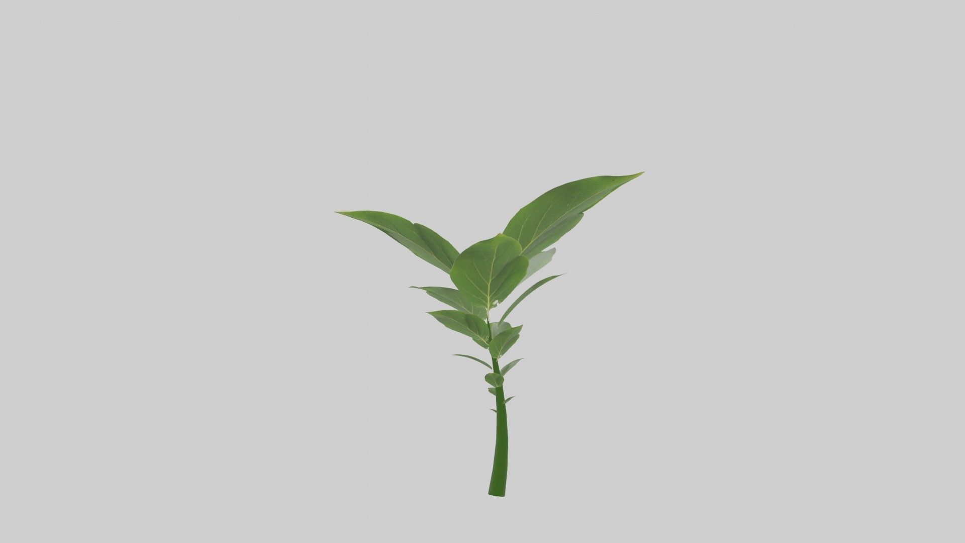 Tree grow Geometry Nodes Blender 3D model_10