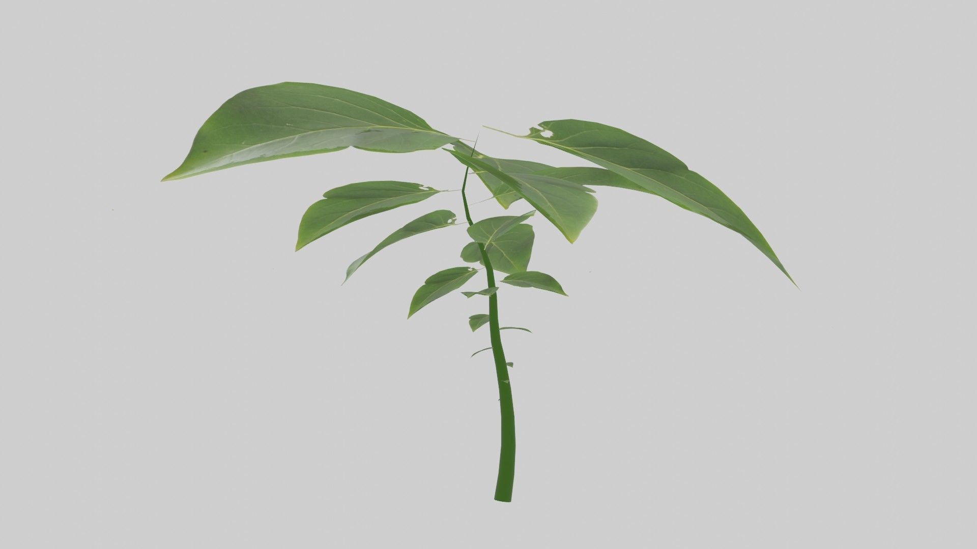 Tree grow Geometry Nodes Blender 3D model_27