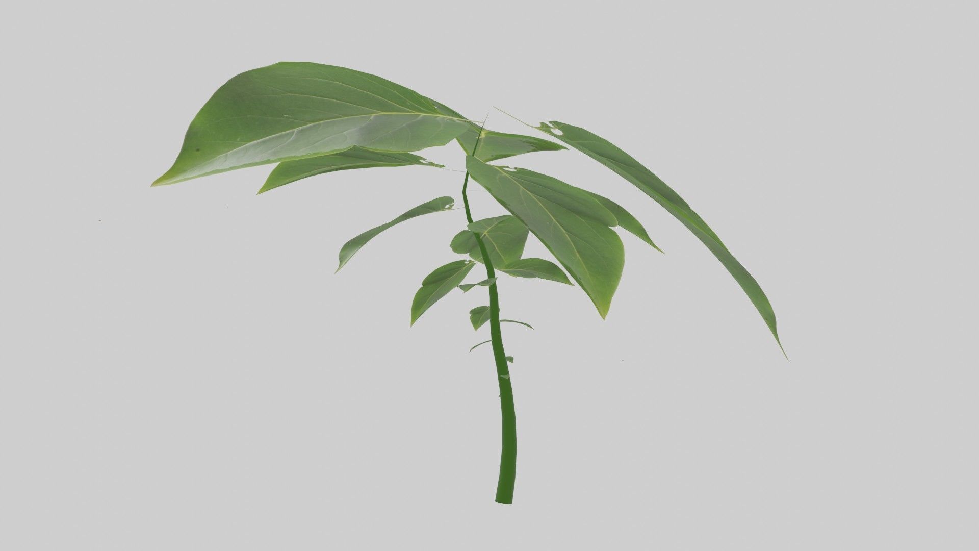 Tree grow Geometry Nodes Blender 3D model_43