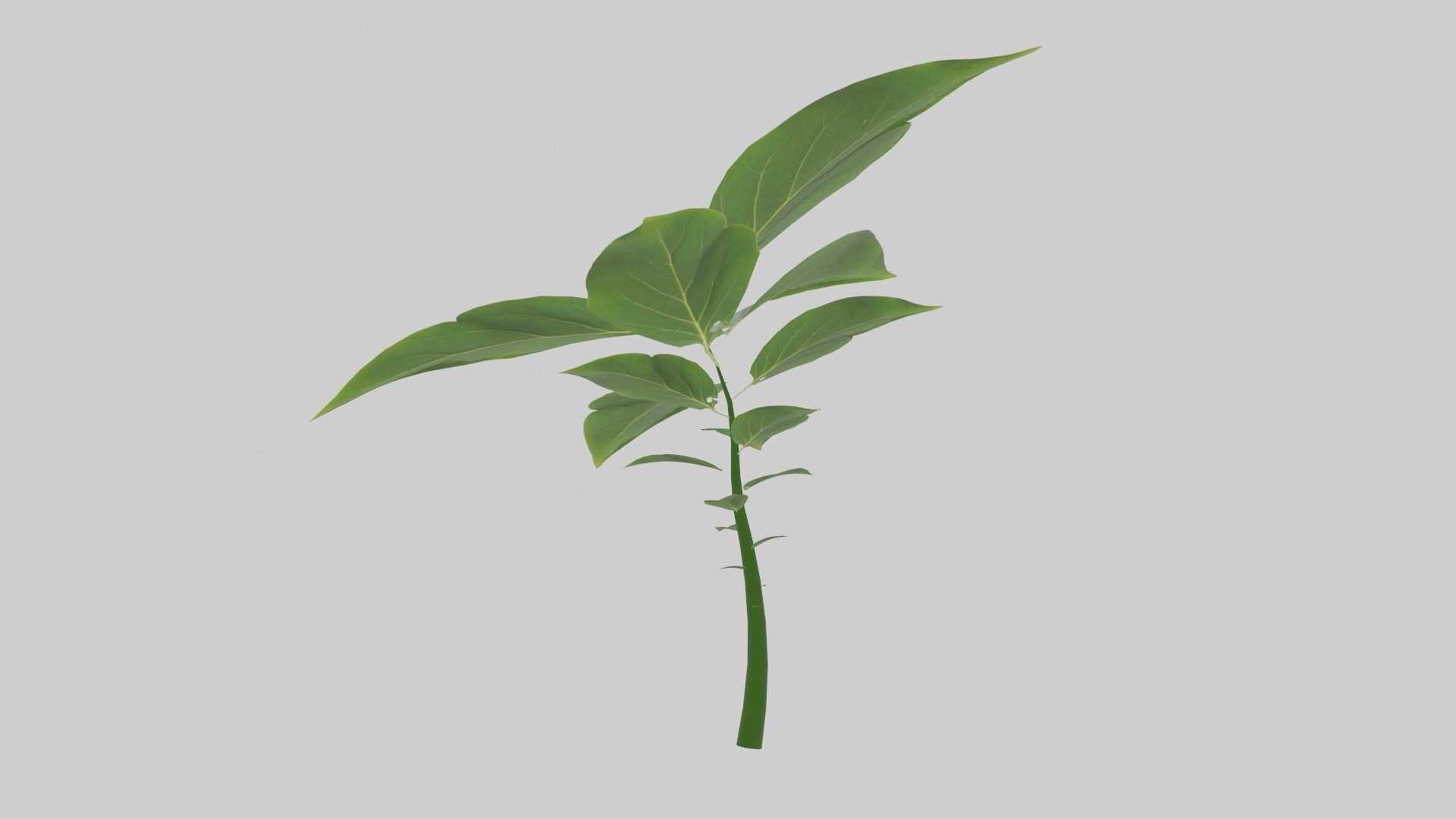 Tree grow Geometry Nodes Blender 3D model_17