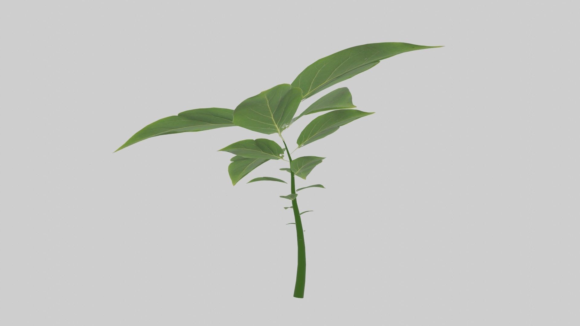 Tree grow Geometry Nodes Blender 3D model_18