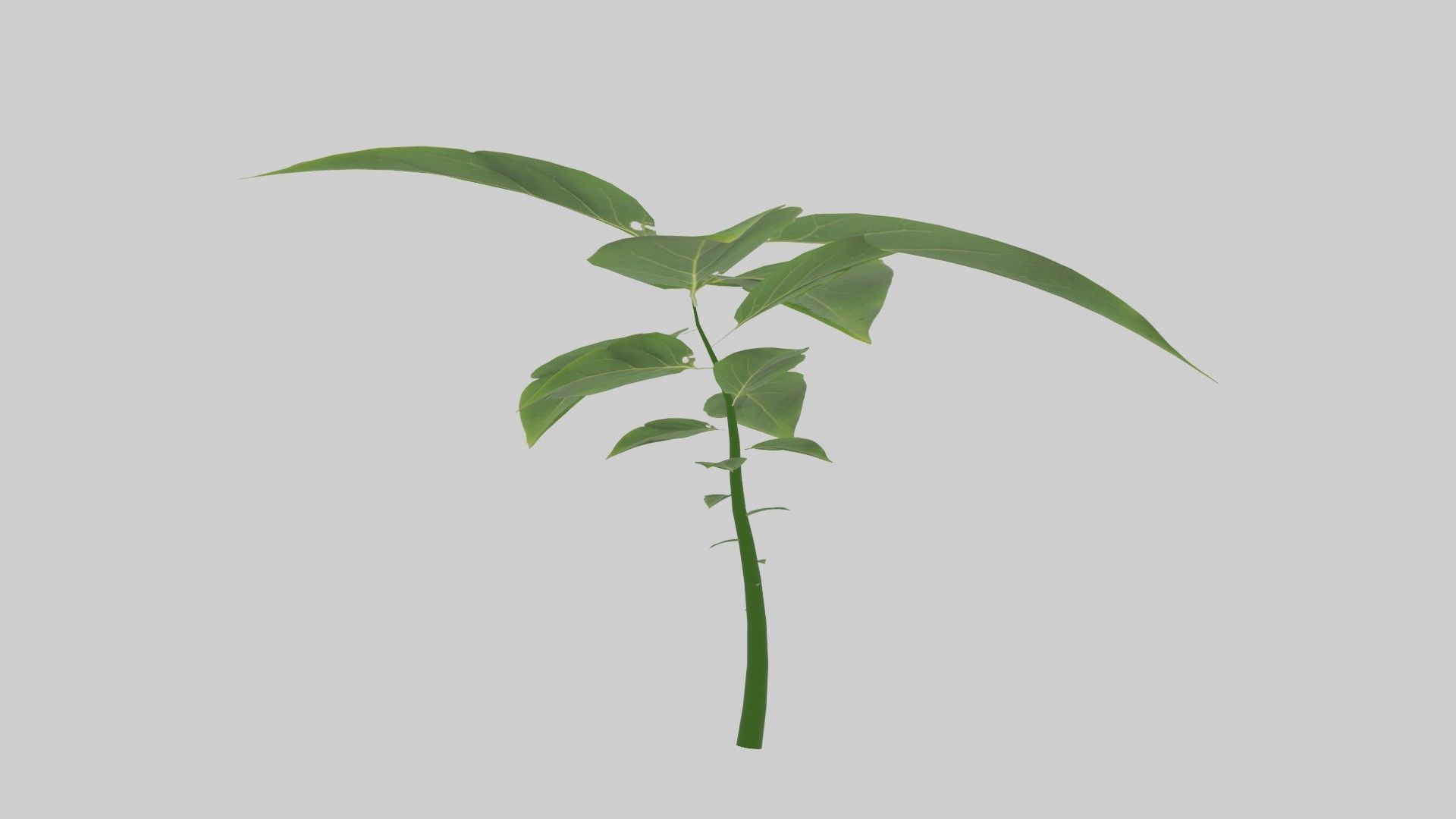 Tree grow Geometry Nodes Blender 3D model_22