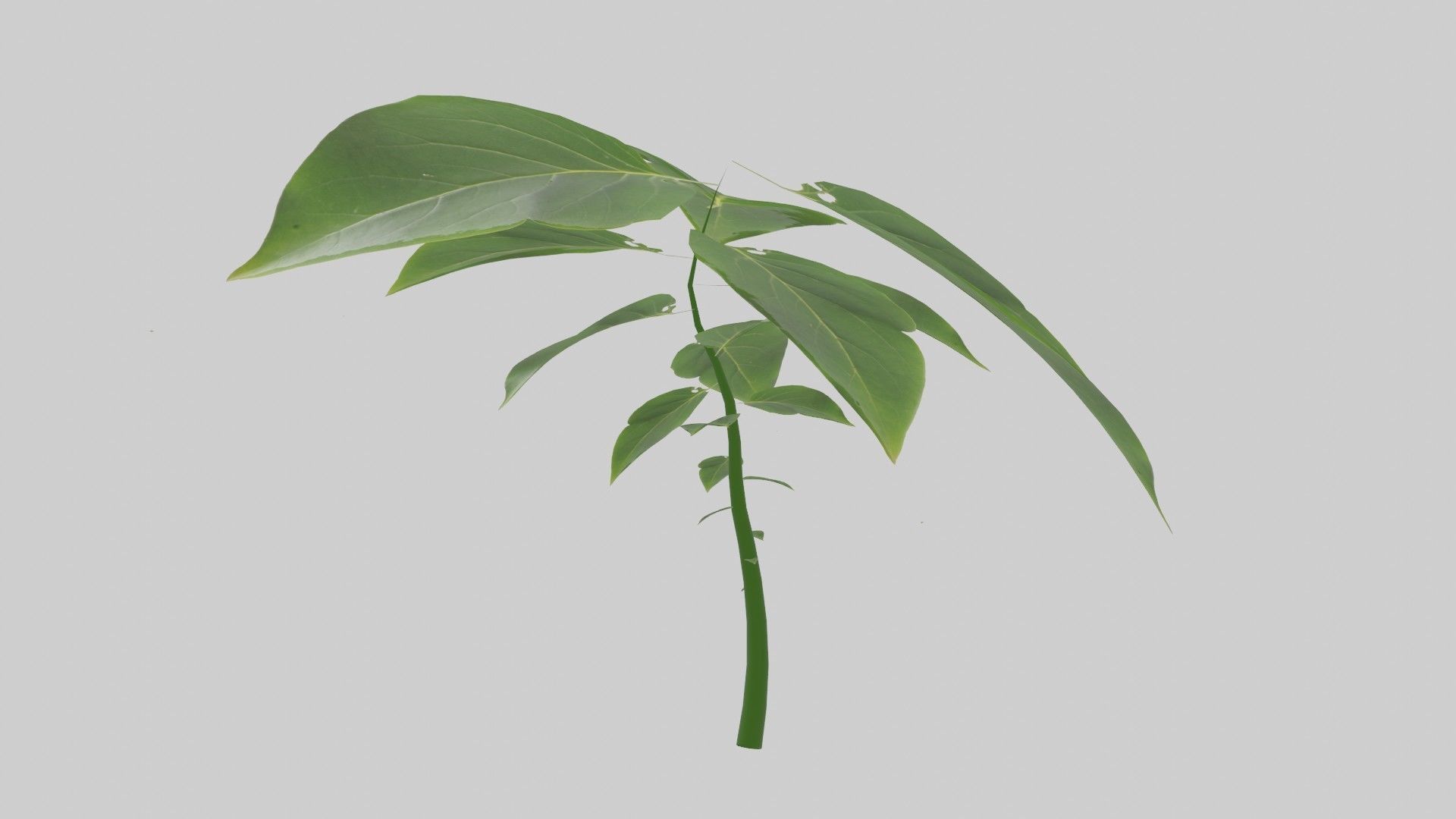 Tree grow Geometry Nodes Blender 3D model_32