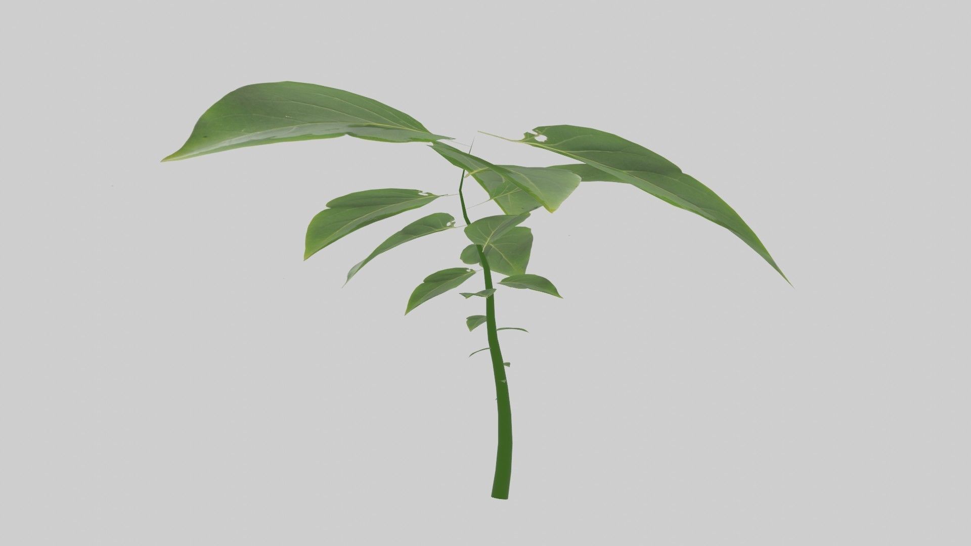 Tree grow Geometry Nodes Blender 3D model_26