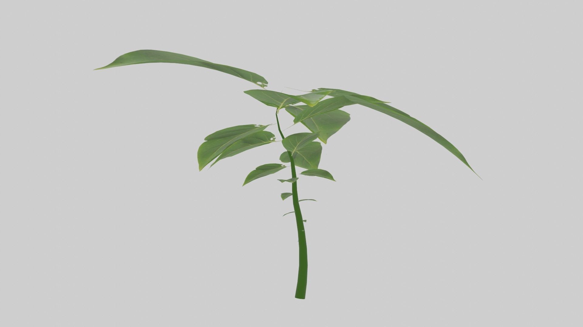 Tree grow Geometry Nodes Blender 3D model_24