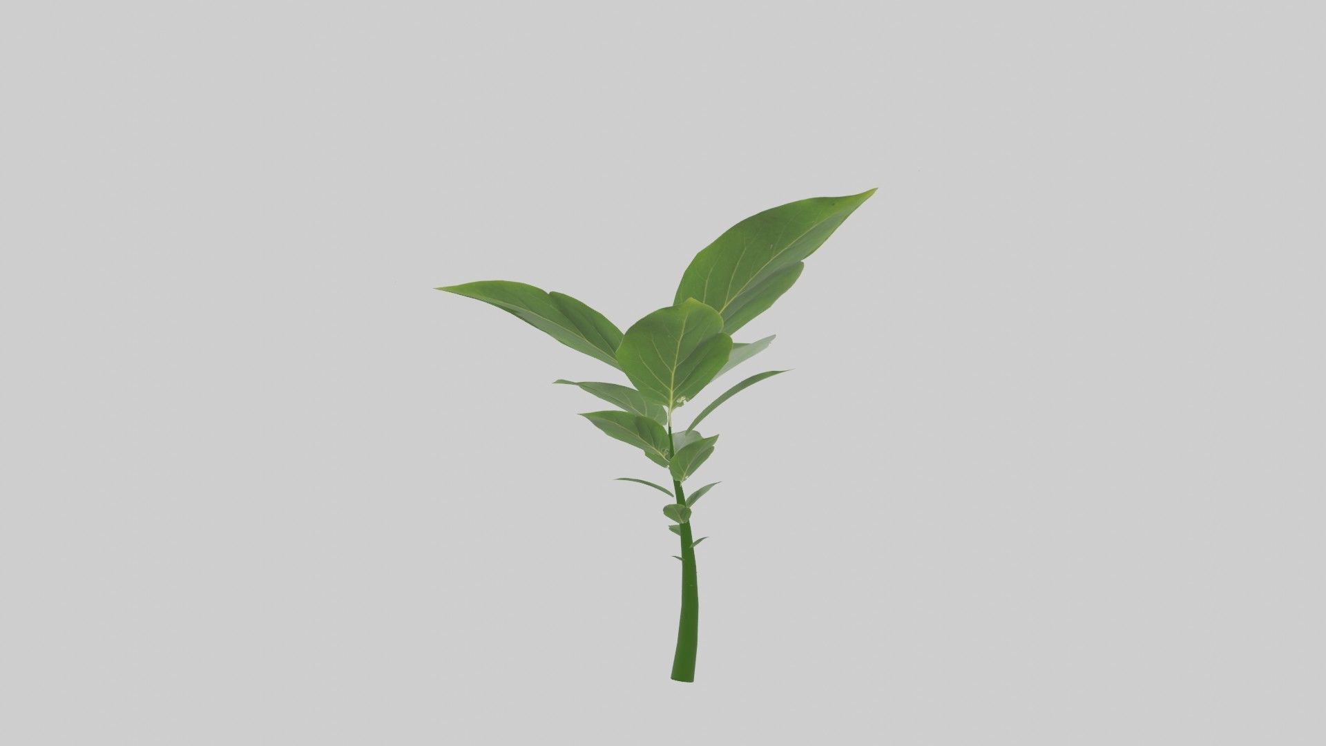 Tree grow Geometry Nodes Blender 3D model_11