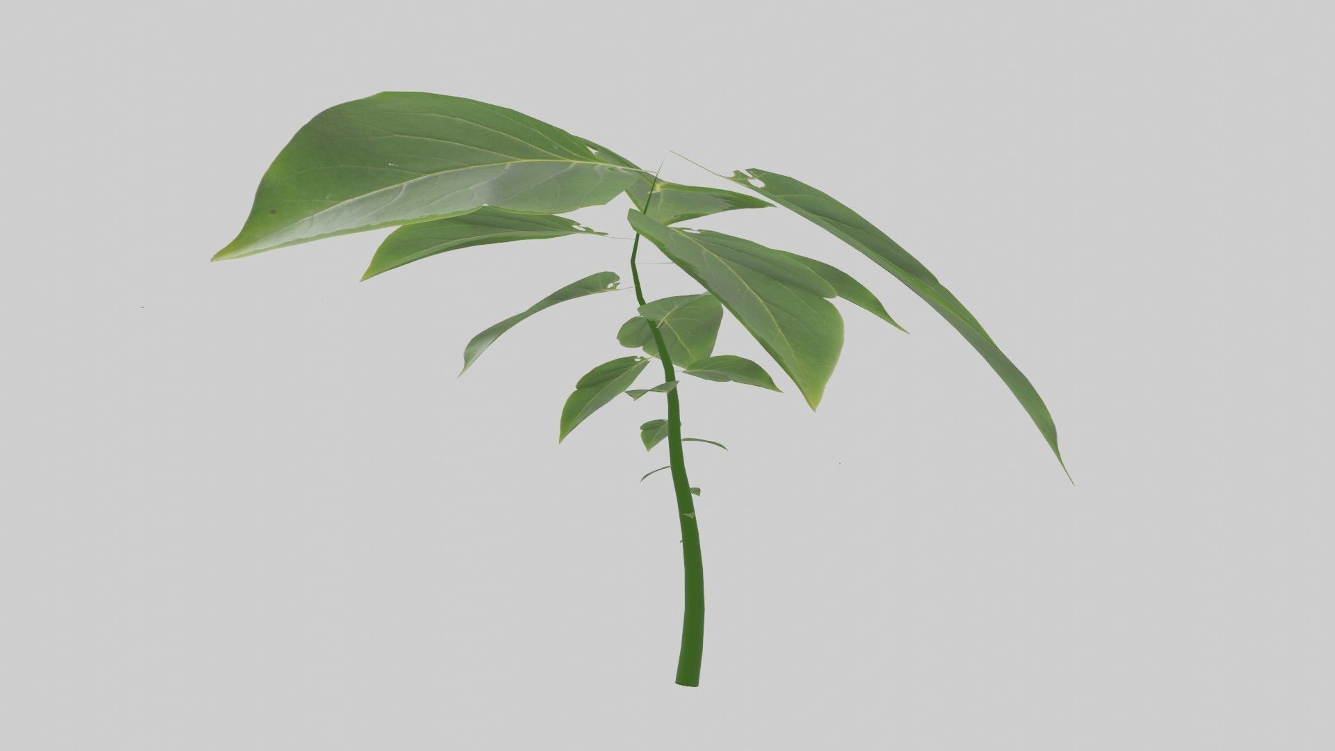 Tree grow Geometry Nodes Blender 3D model_31