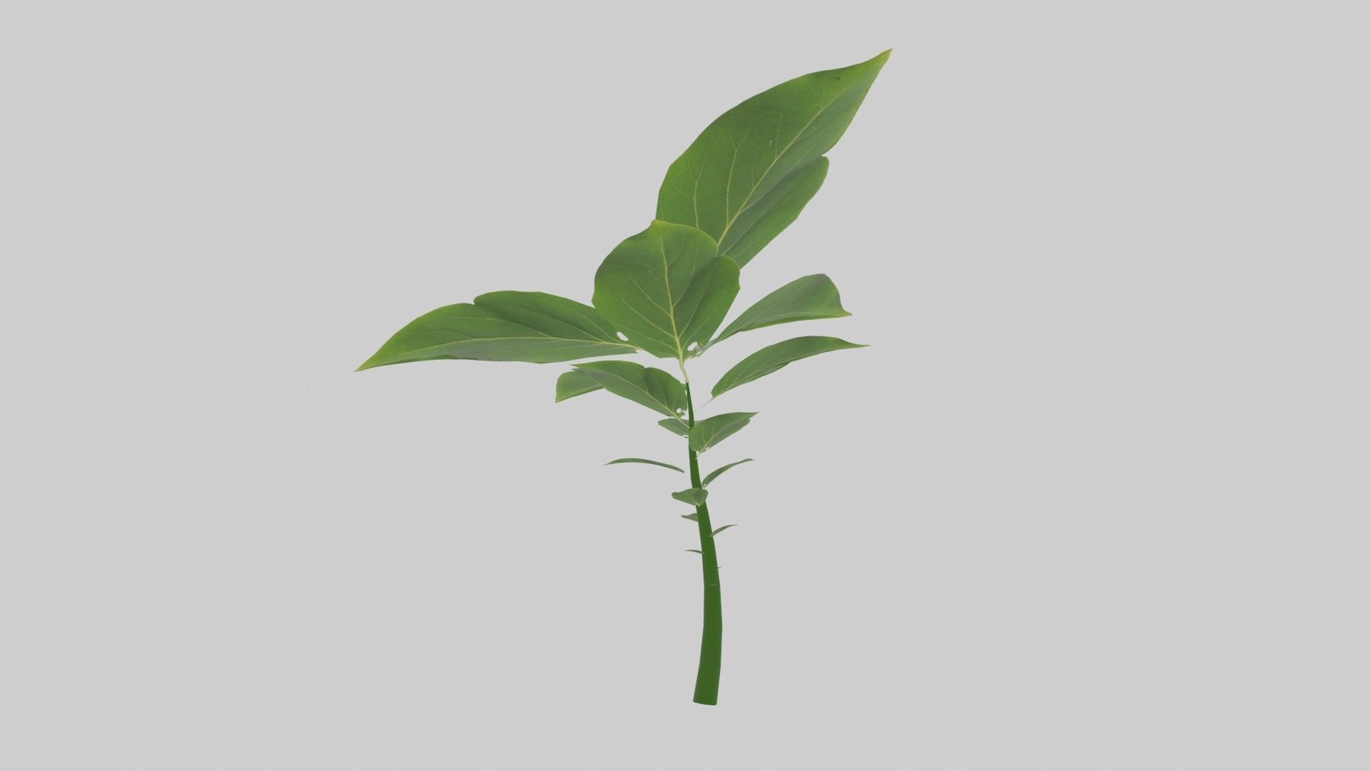 Tree grow Geometry Nodes Blender 3D model_15