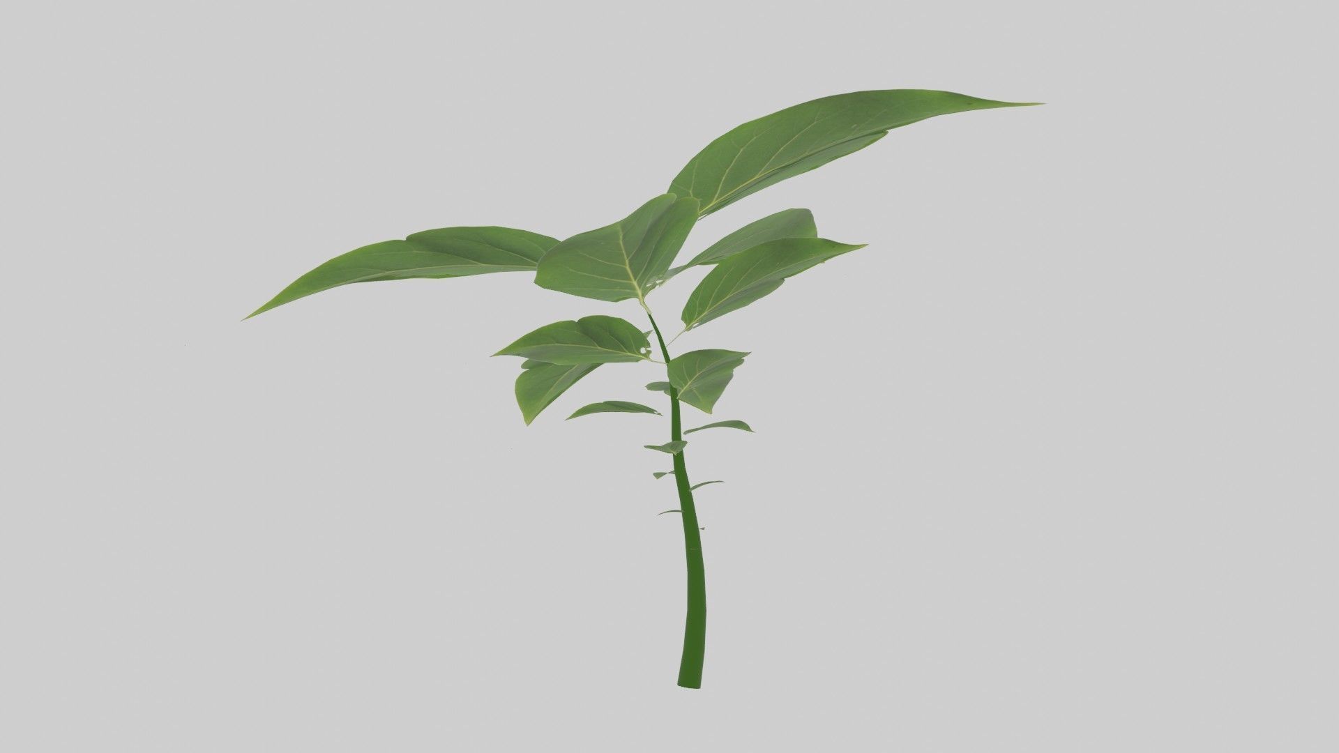 Tree grow Geometry Nodes Blender 3D model_19