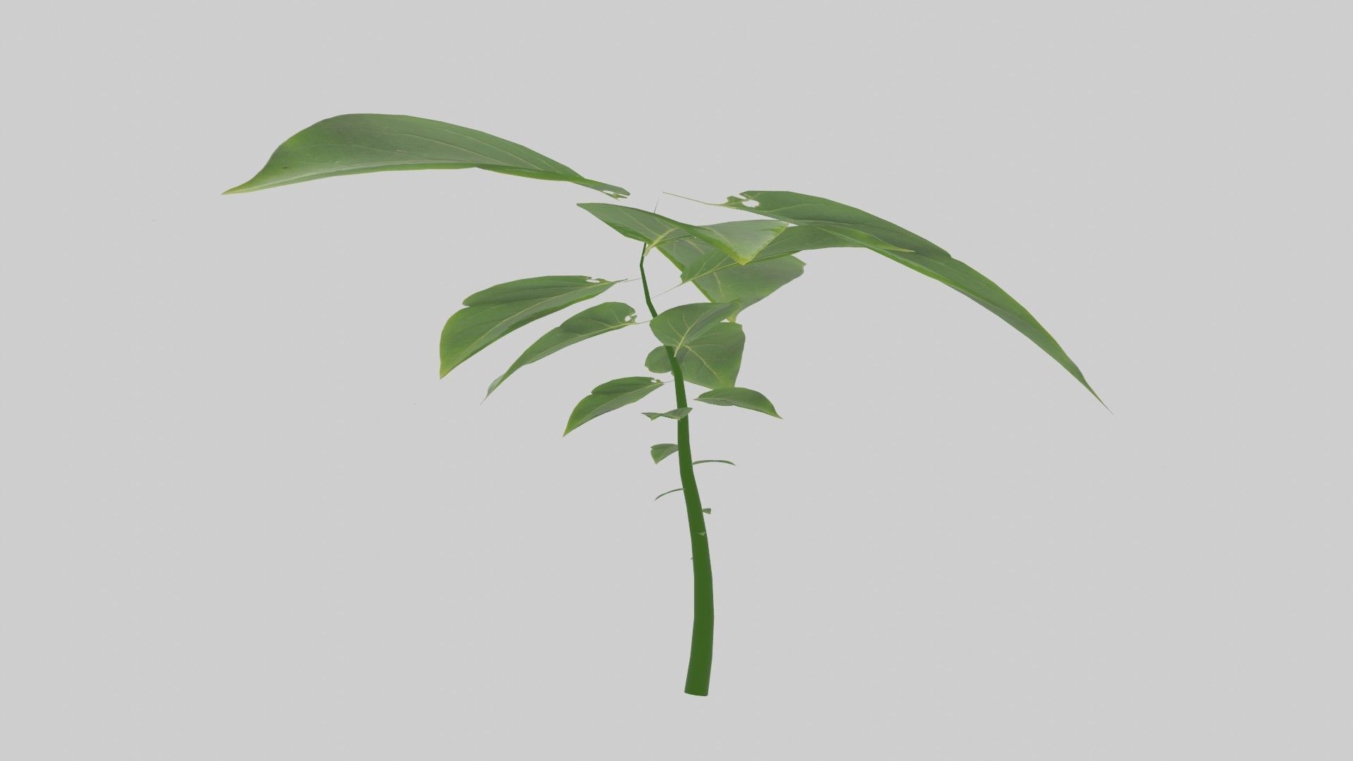 Tree grow Geometry Nodes Blender 3D model_25