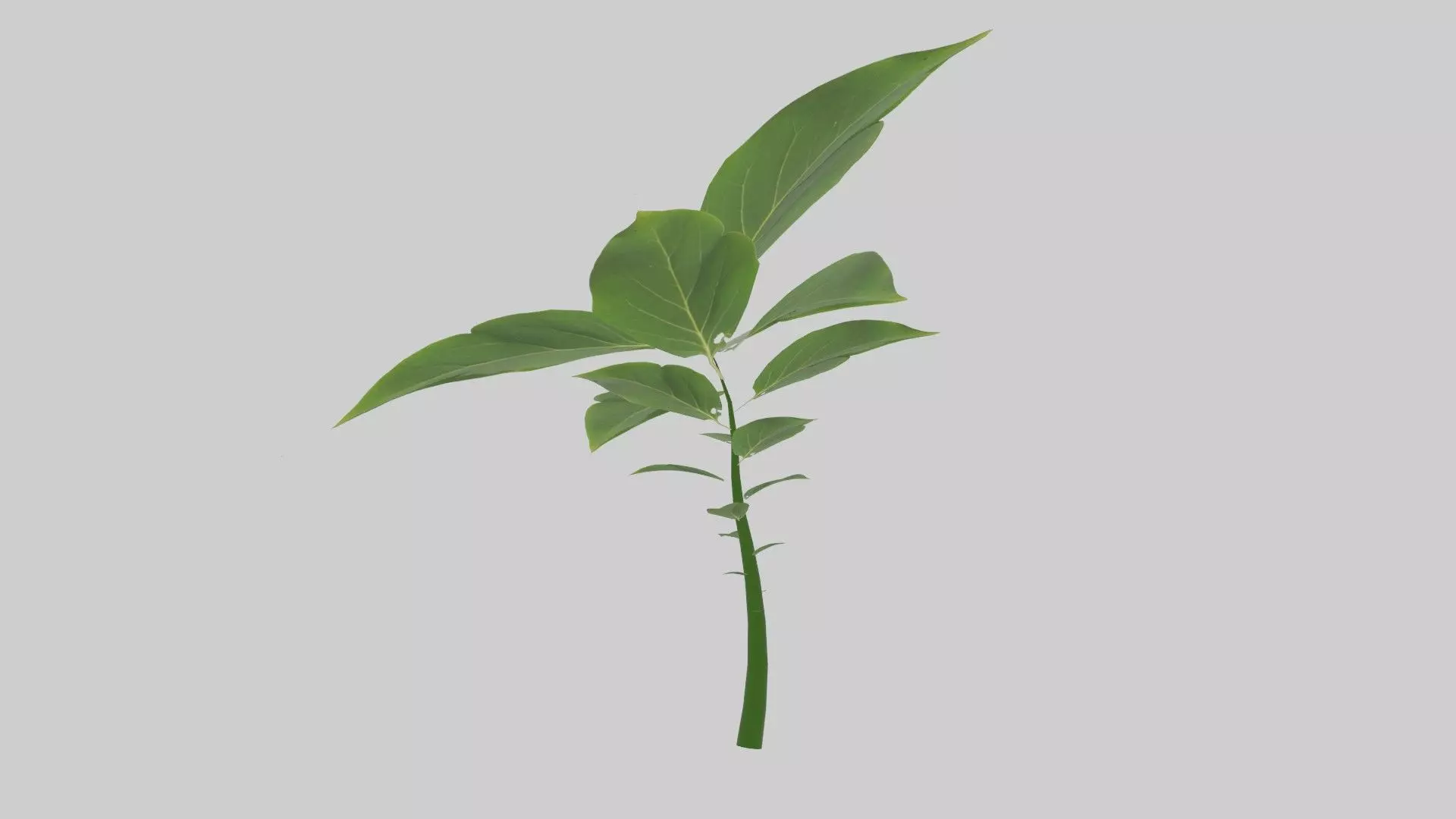 Tree grow Geometry Nodes Blender 3D model_0