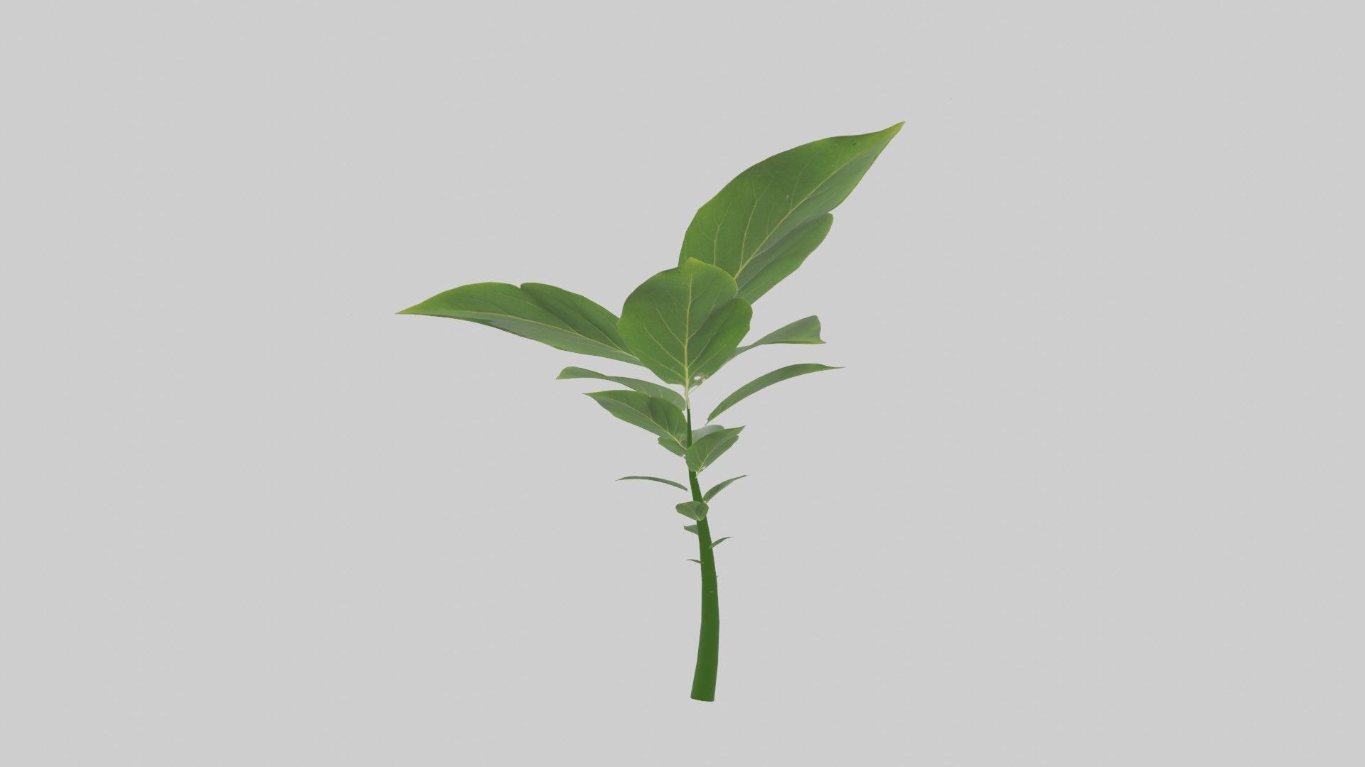 Tree grow Geometry Nodes Blender 3D model_13