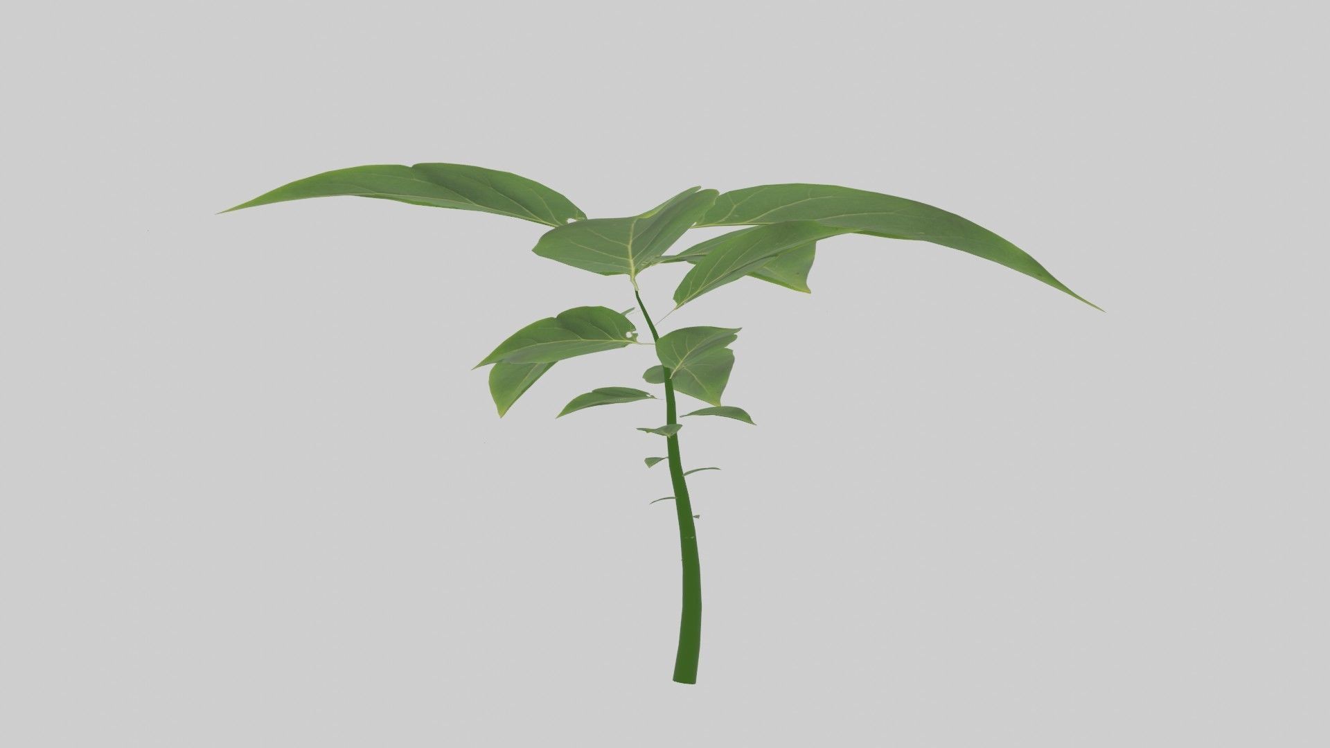 Tree grow Geometry Nodes Blender 3D model_21