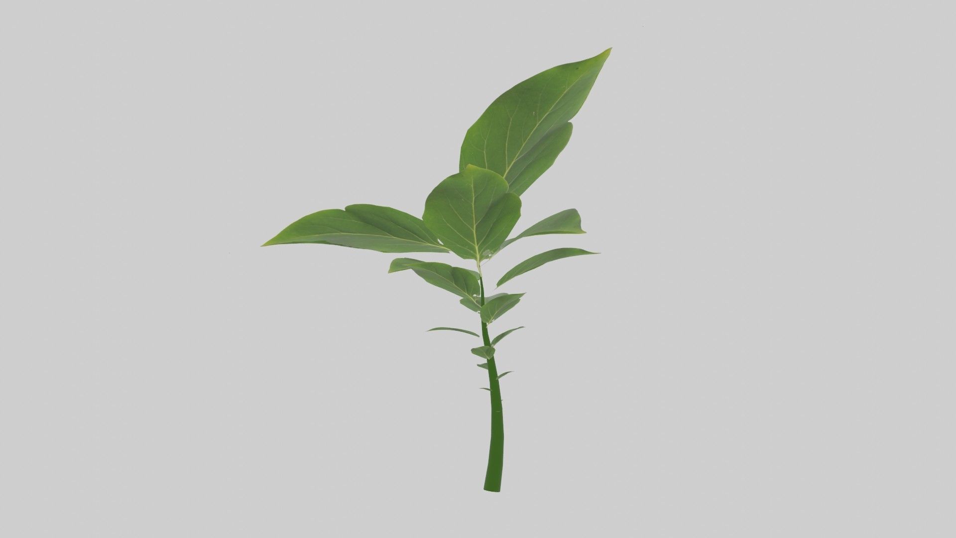 Tree grow Geometry Nodes Blender 3D model_14