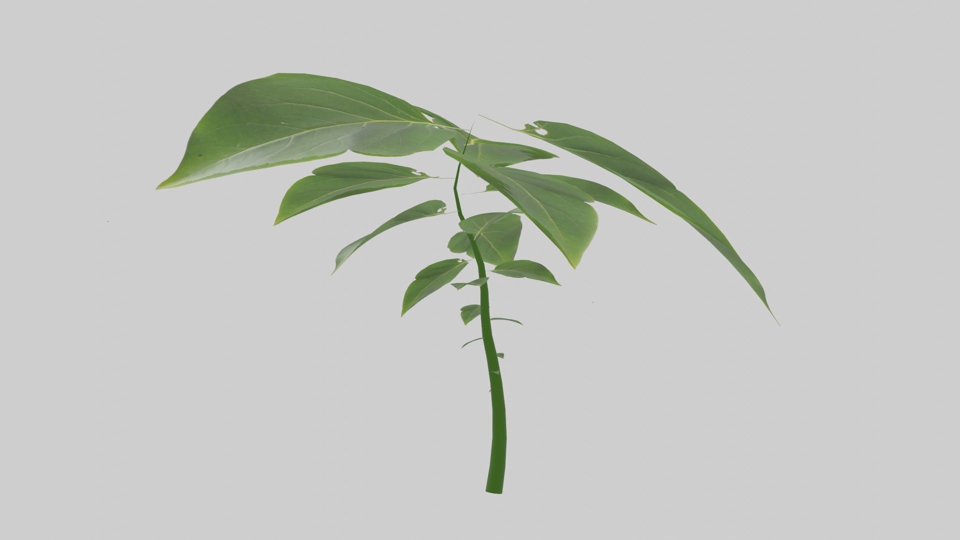 Tree grow Geometry Nodes Blender 3D model_29