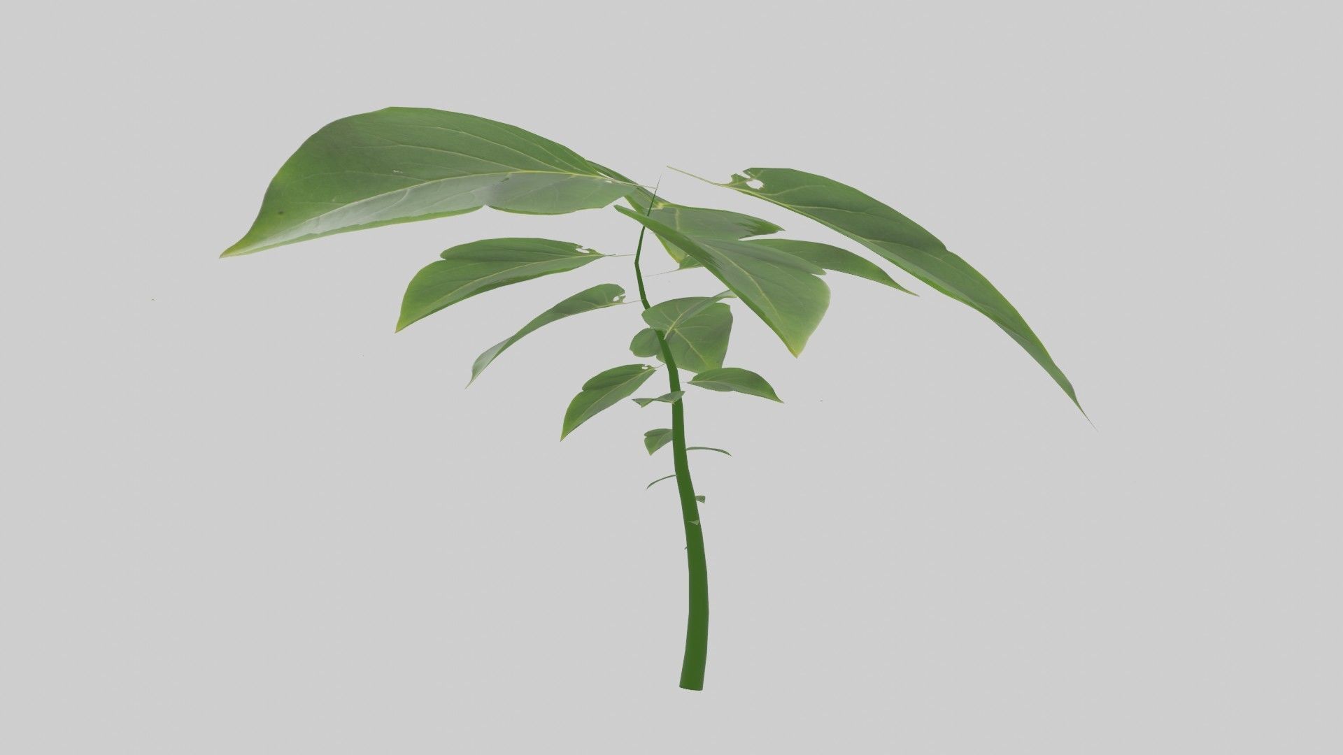 Tree grow Geometry Nodes Blender 3D model_28