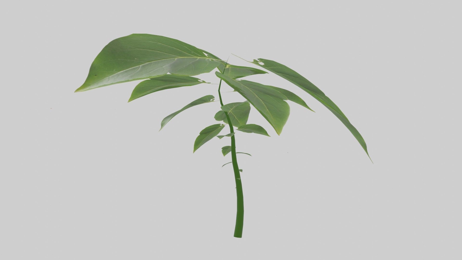 Tree grow Geometry Nodes Blender 3D model_30