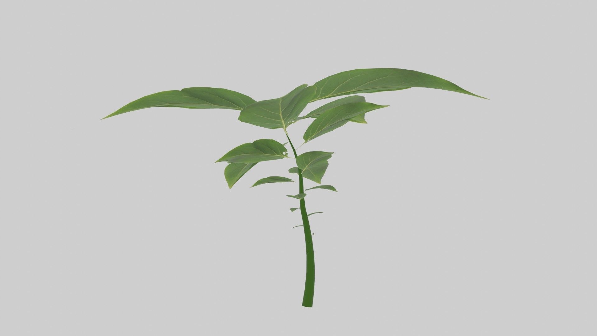 Tree grow Geometry Nodes Blender 3D model_20