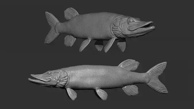 Pike swims 3D print model