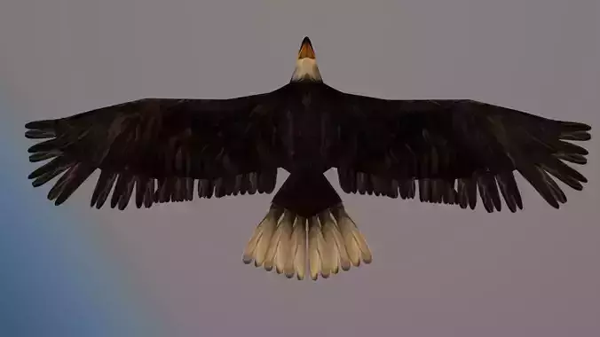 Eagle animation
