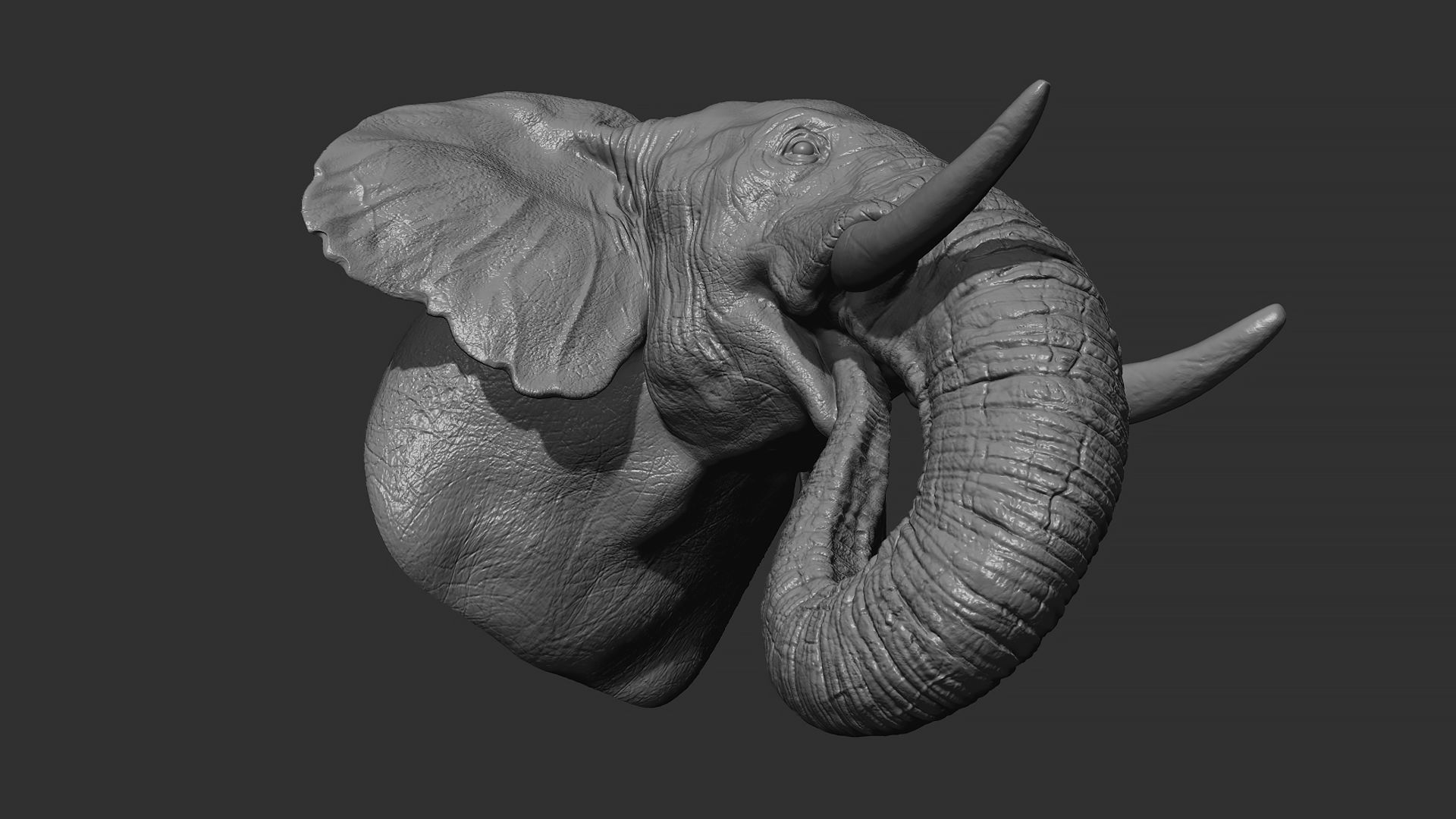 Elephant head 3D print model_10