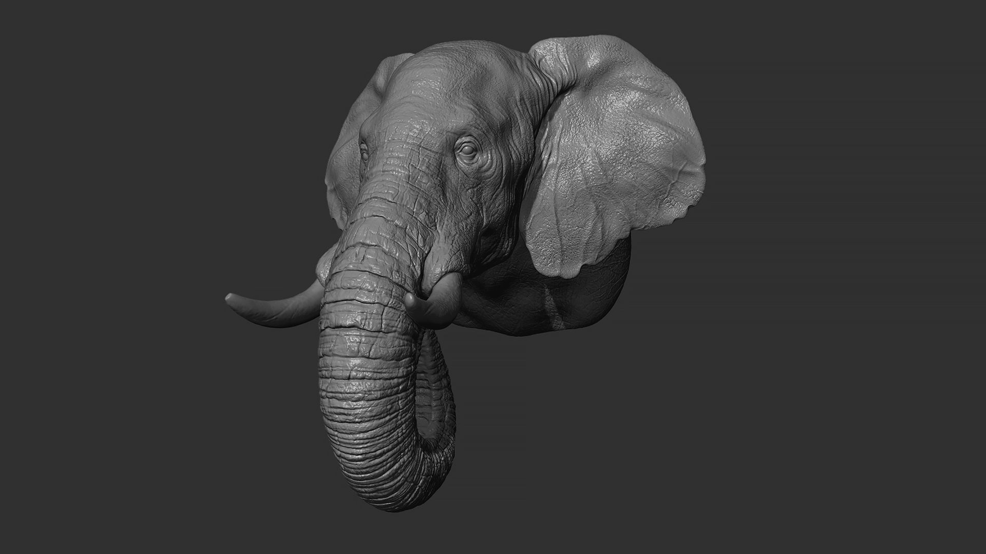Elephant head 3D print model_12