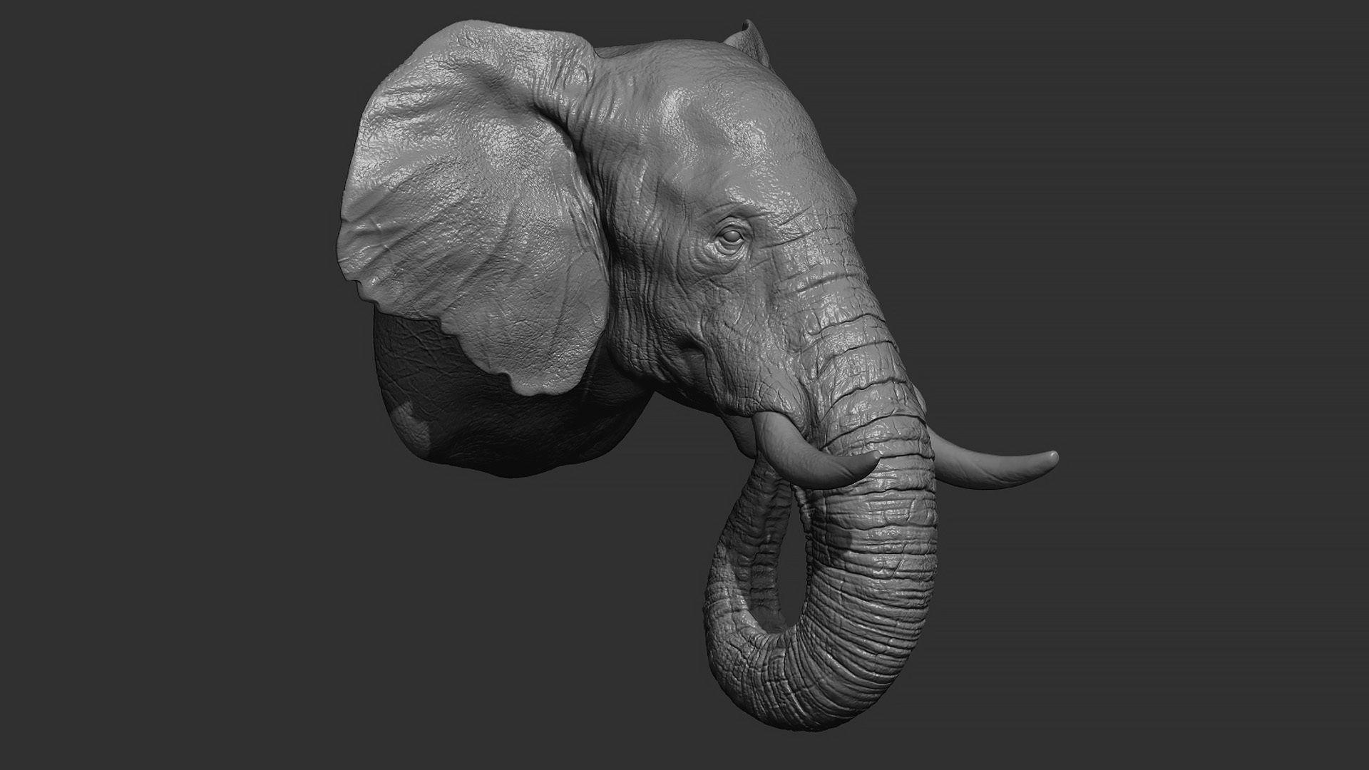 Elephant head 3D print model_9
