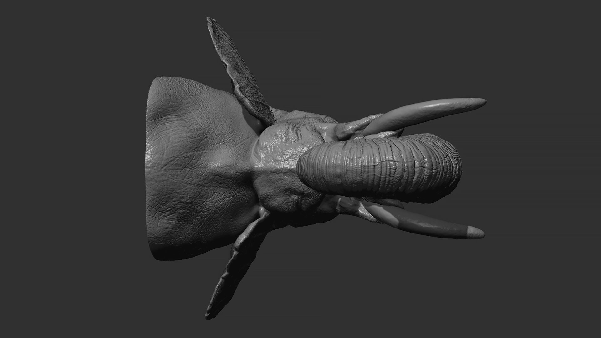 Elephant head 3D print model_8