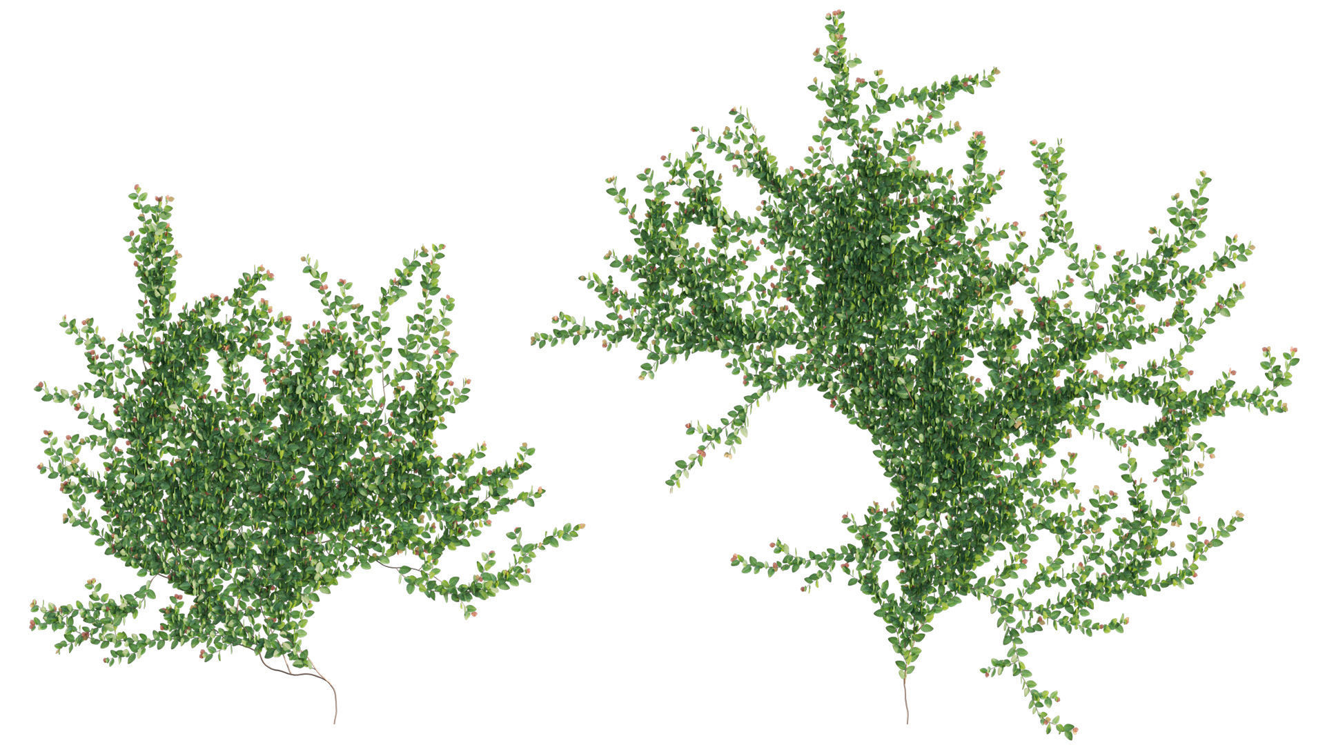 Ficus pumila - Creeping Fig - Climbing fig 3D model_7