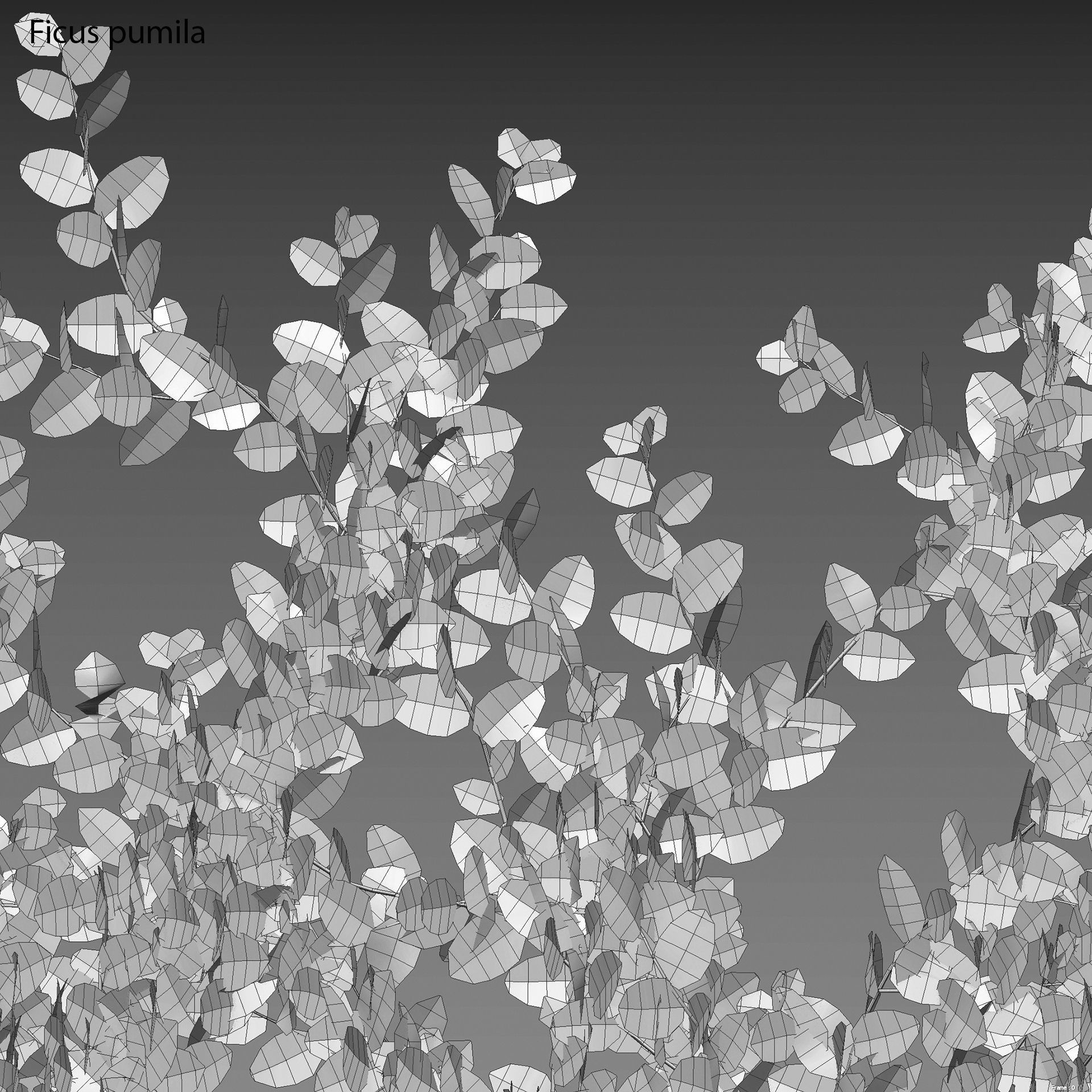 Ficus pumila - Creeping Fig - Climbing fig 3D model_3