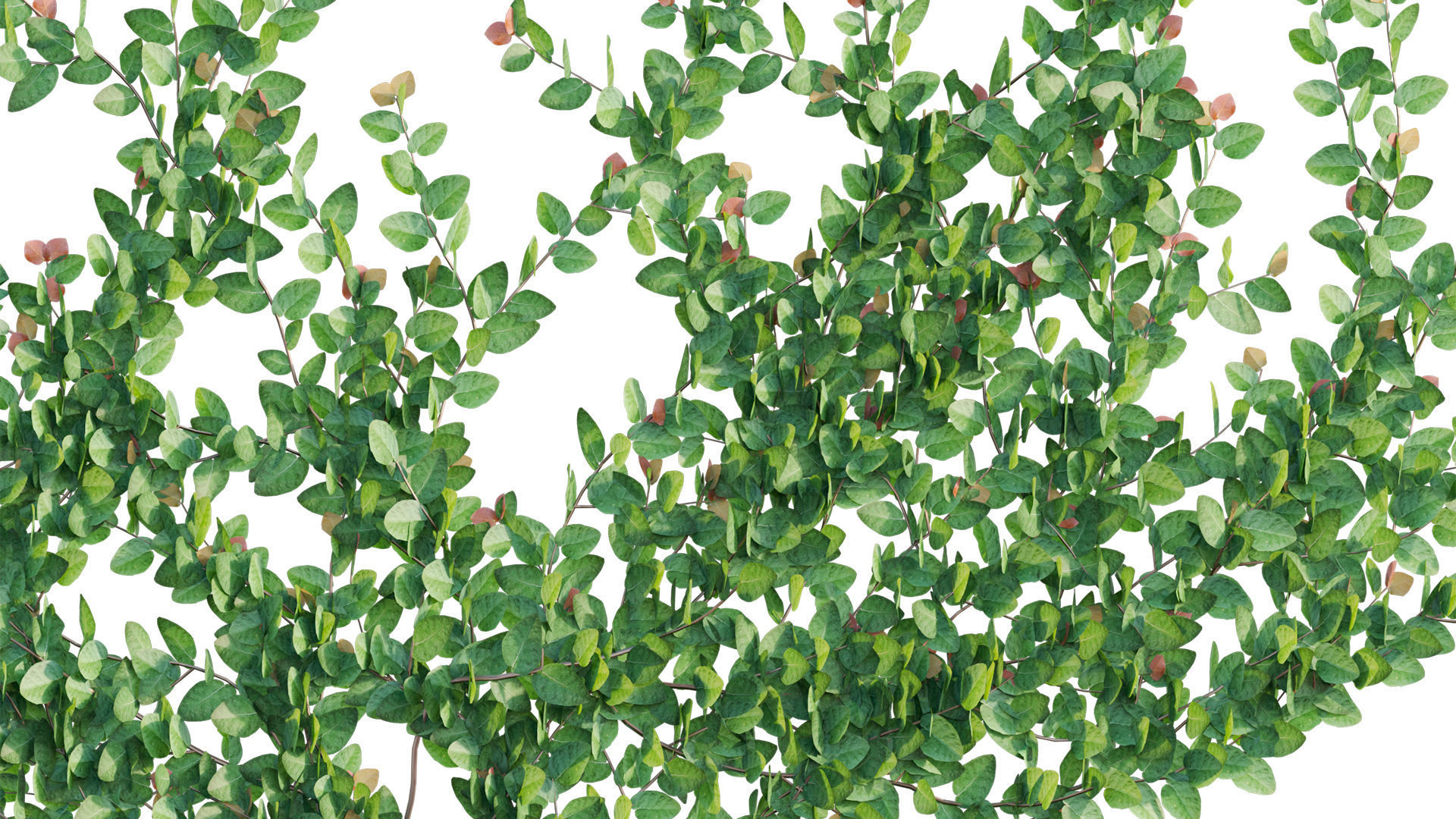 Ficus pumila - Creeping Fig - Climbing fig 3D model_6