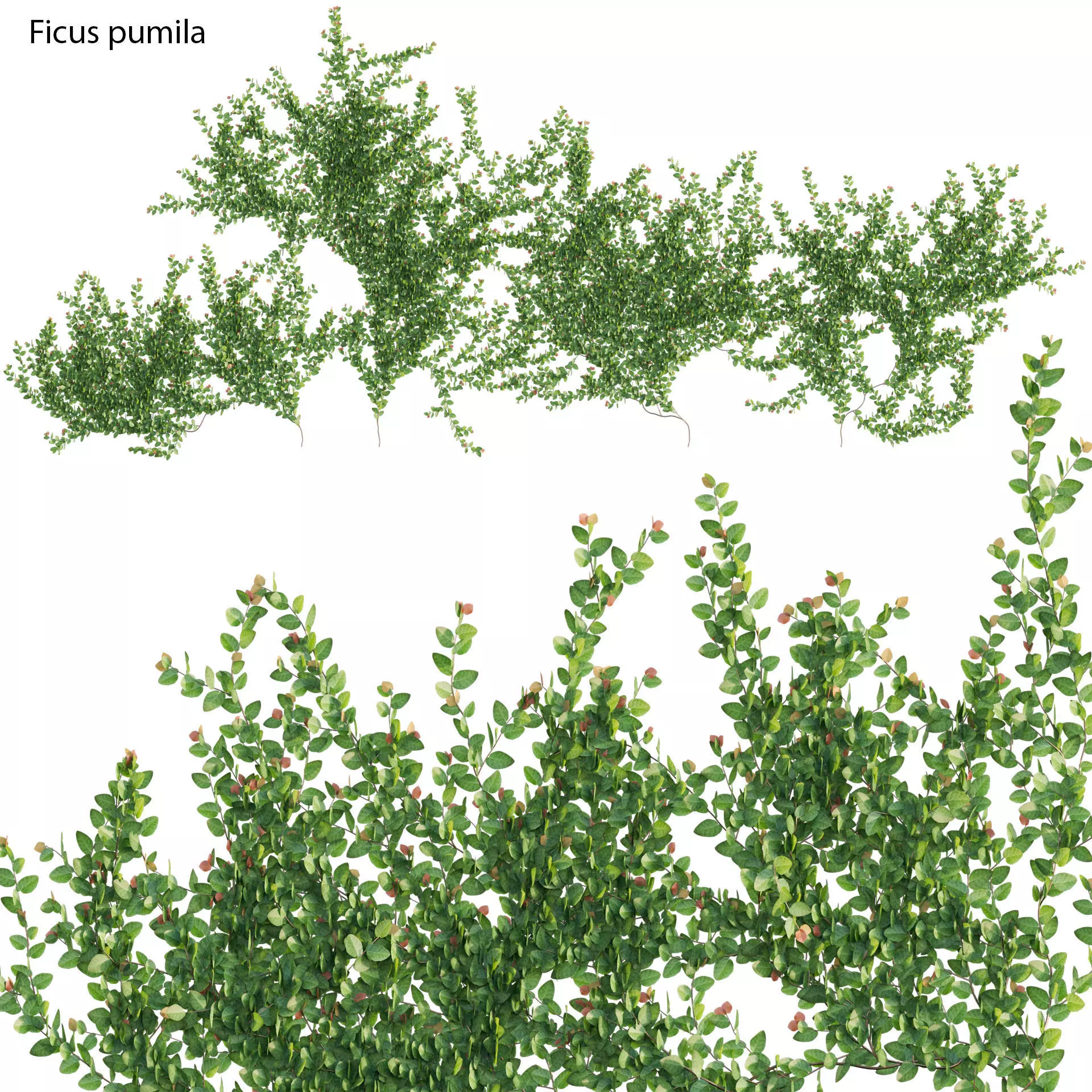 Ficus pumila - Creeping Fig - Climbing fig 3D model_0