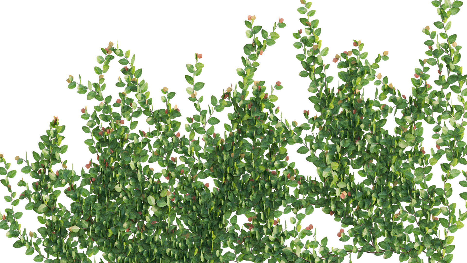 Ficus pumila - Creeping Fig - Climbing fig 3D model_5