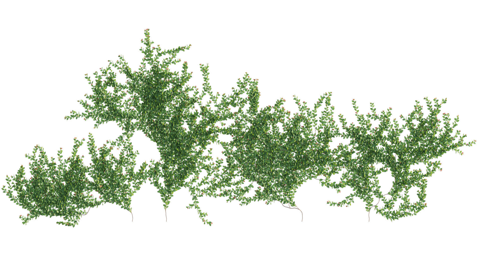 Ficus pumila - Creeping Fig - Climbing fig 3D model_4