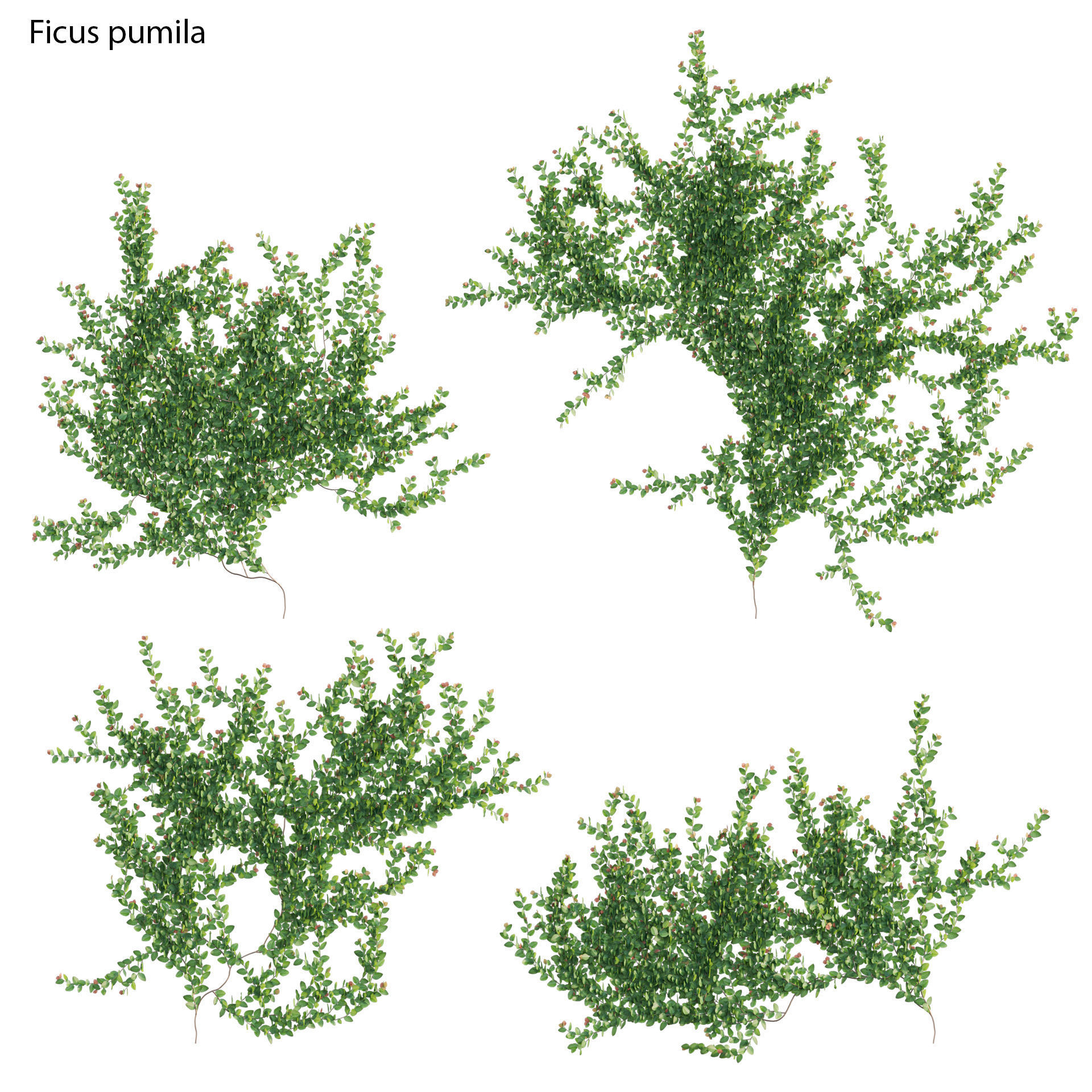 Ficus pumila - Creeping Fig - Climbing fig 3D model_1