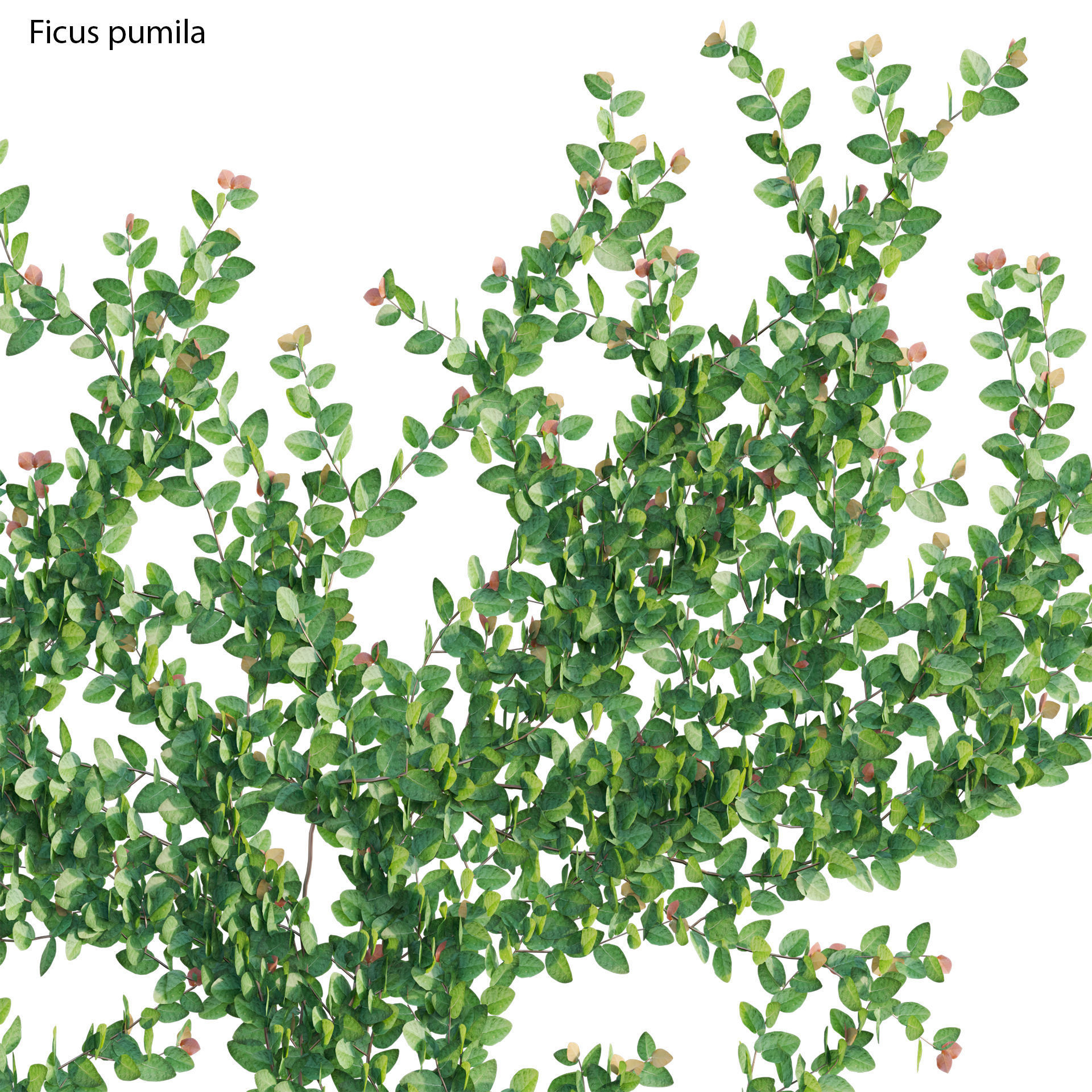 Ficus pumila - Creeping Fig - Climbing fig 3D model_2