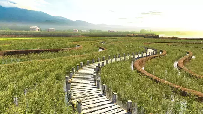 Paddy fields   Rice   wheat  crops  meter Terraced fields