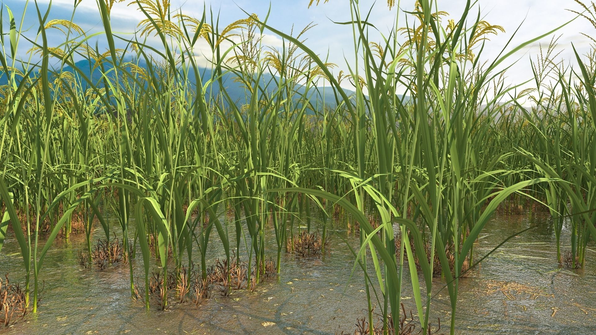 Paddy fields2 3D model_2
