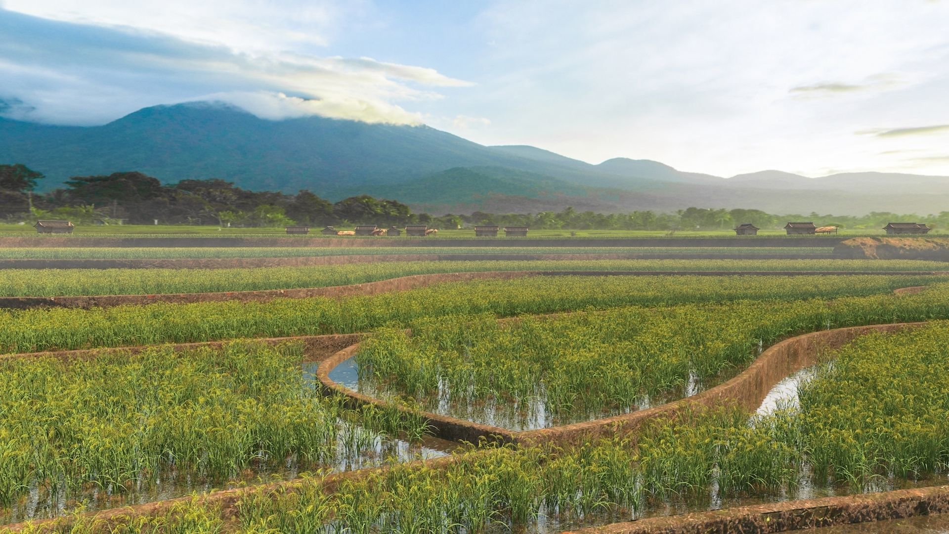 Paddy fields2 3D model_1