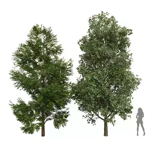 New Plant Black Locust Blossom Tulip Poplar Tree 3D model