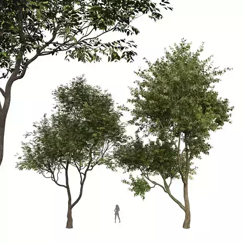 New Plant Eucalyptus Sweet Chestnut Tree 3D model