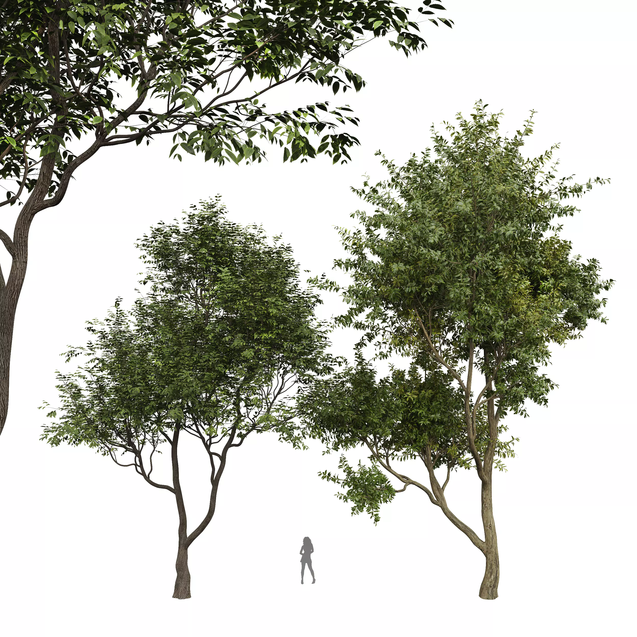 New Plant Eucalyptus Sweet Chestnut Tree 3D model