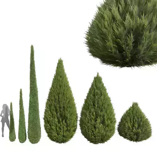 Caragh Nurseries Cupressus sempervirens Juniperus chinensis 3D model