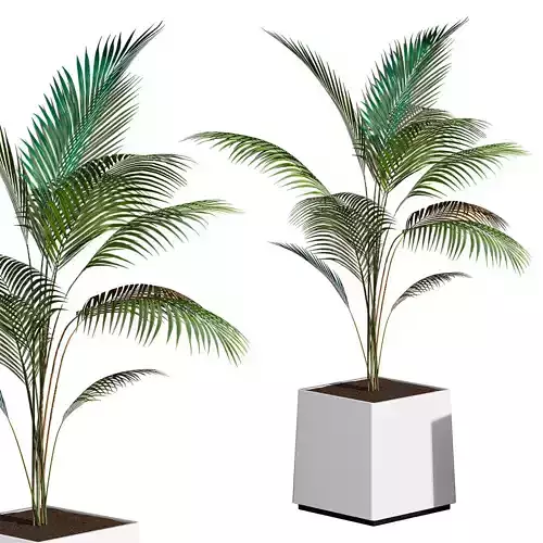 Plant Areca Low-poly 3D model