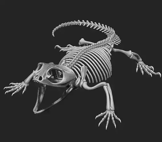 Bearded Dragon Skeleton DYS AF kit 3D print model
